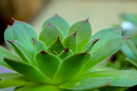 A beautiful shot of an Echeveria Elegans flowerの写真素材