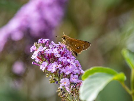 A closeup shot of a Common Straight Swift butterfly perched on flowersの写真素材