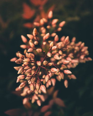 A macro shot of  a plant with unopened flowers on a blurred backgroundの写真素材