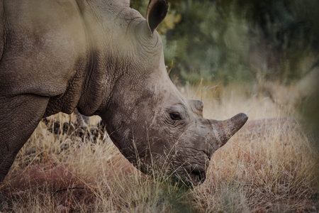 A view of a rhinoceros in its habitat on safari in Okavanga, Delta, Botswanaの写真素材