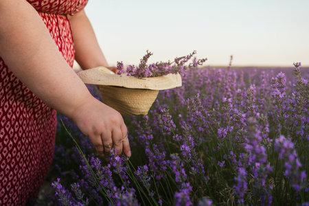 A woman gathering beautiful purple aromatic lavender flowers in her hat in the fieldの写真素材