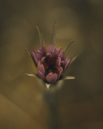 A top view of a small, purple flower with a blurred backgroundの写真素材