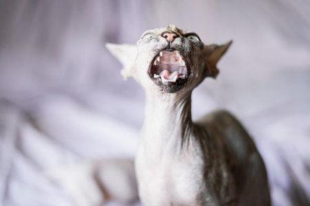 A portrait of a cute Sphynx cat yawningの写真素材