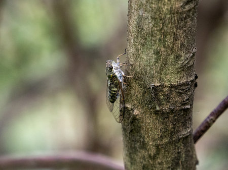 A scenic view of Walker's cicada perched on a tree in a Japanese forest