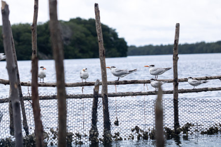 A scenic view of Royal tern birds perched on wooden sticks