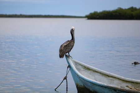 A pelican perched on an old rusty boat by the lakeの写真素材