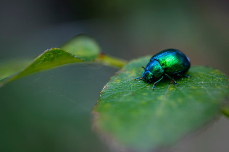 A closeup of a Green June beetle on a green leaf in the daylight with a blurry background