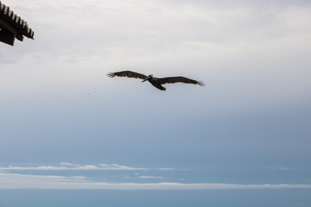 A scenic view of a pelican flying in the cloudy slyの写真素材