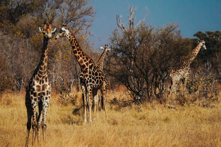 A view of  beautiful giraffes in their habitat on safari in the Okavanga, Delta, Botswanaの写真素材