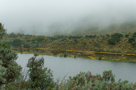 A beautiful shot of a lake in the middle of a forest with a foggy backgroundの写真素材