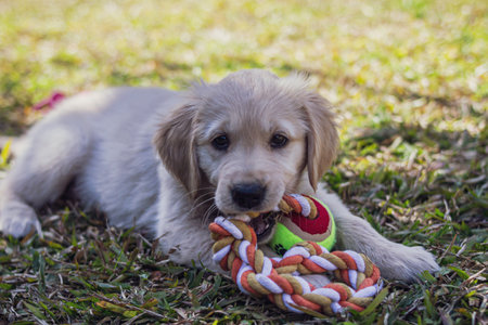 A cute golden retriever puppy lying on the grass while biting a ropeの写真素材