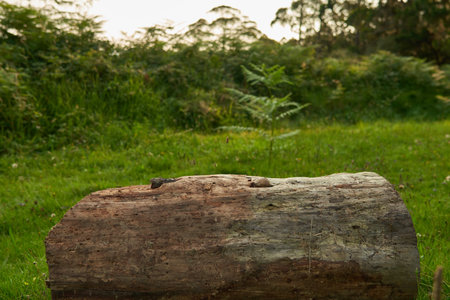 A large piece of an old wood outdoors in the field with green plantsの写真素材