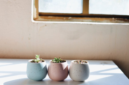 A row of decorative pots with small succulents