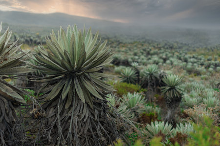 A beautiful shot of the field in Sumapaz Paramo in Columbiaの写真素材