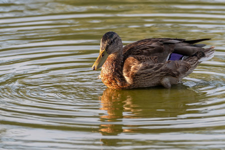 A brown duck swimming in the lakeの写真素材