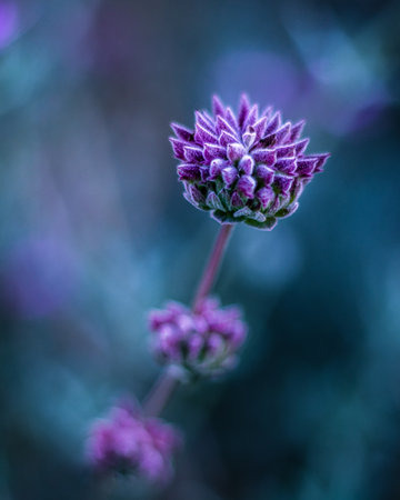 A vertical, macro shot of a beautiful, purple plant with a blurred backgroundの写真素材