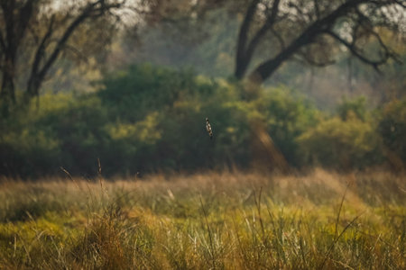 A bird diving for food, taken on safari in the Okavanga Delta, Botswana.