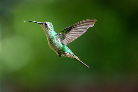 A closeup shot of a small Colibri bird flight against a green background