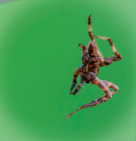 A macro shot of a yellow and black spider creating its cobweb with a blurry backgroundの写真素材