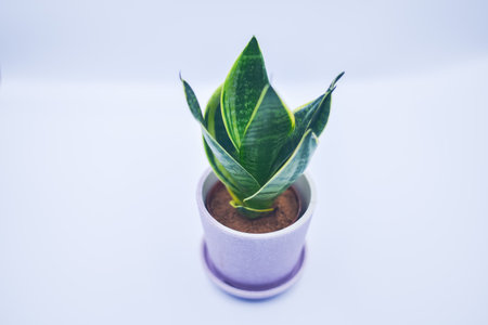A closeup of the Sansevieria in a flower pot on white background.の写真素材