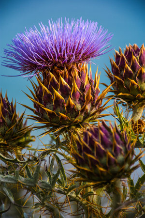 A vertical shot of purple thistles in the meadow under sunlightの写真素材