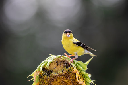 A selective focus shot of an American Goldfinch bird