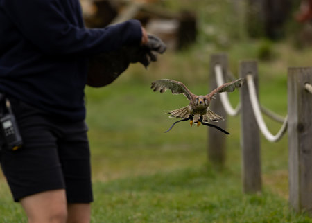 A brown hawk flying near a trainerの写真素材