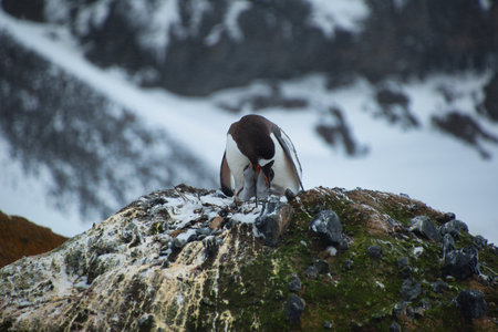 An adorable penguin with its babies standing on the rock on the background of a snow-covered mountainの写真素材