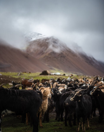 Mongolian sheep and goats are grazing in the pasture in western part of Mongolia, Bayan Olgii province.の写真素材