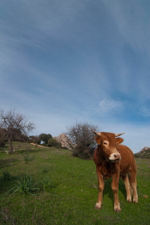A brown cow in a green fieldの写真素材