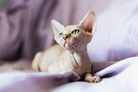 A portrait of a cute Sphynx cat at home