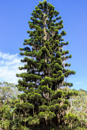 A majestic pine tree growing in the woodsの写真素材