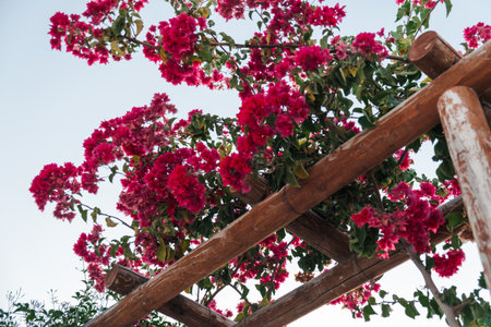 the beautiful Crepe myrtle flowering plants growing on the wooden logs in a park in Santoriniの写真素材