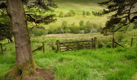 A landscape of a field covered in greenery surrounded by fences in the countrysideの写真素材