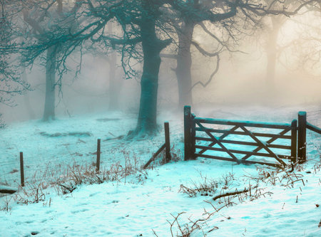 Old wooden fences in a forest covered in the snow and fog on a gloomy day in winterの写真素材