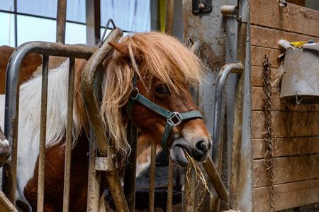Cute brown pony in barn on farm.の写真素材