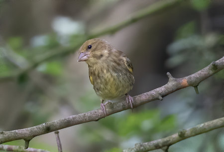 A closeup shot of a European greenfinch bird on a branchの写真素材