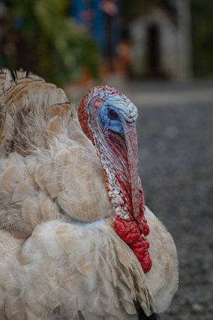 A vertical shot of a white domestic turkeyの写真素材