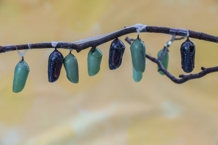 The beautiful monarch butterfly chrysalis hanging from a twigの写真素材