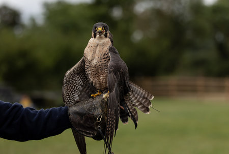 A peregrine falcon bird perched on a trainer's handの写真素材