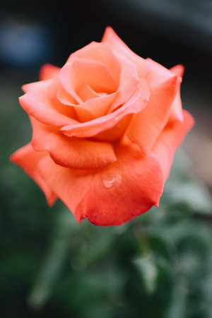 A vertical shot of a blooming orange rose flowerの写真素材