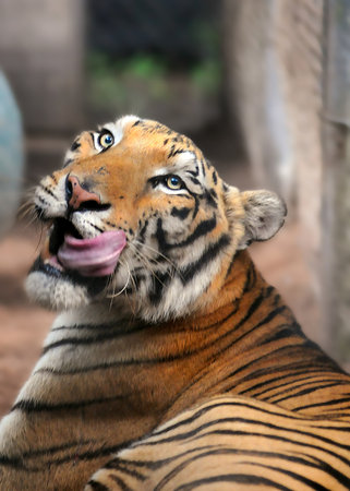A Bengal tiger looking back and licking  mouth against a blurred backgroundの写真素材