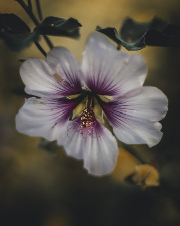 A selective focus shot of blooming purple Hibiscus flowerの写真素材
