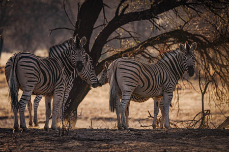 A view of zebras in their habitat on safari in Okavanga, Delta, Botswanaの写真素材