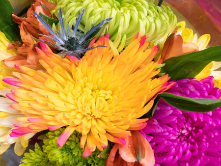 A closeup shot of bright rainbow chrysanthemum flowersの写真素材