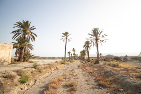 The palm trees against the sky in a deserted area on a sunny day in El Chorillo, Panamaの写真素材