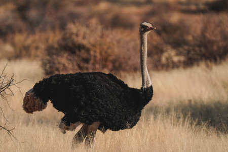 A view of an ostrich in its habitat on safari in Okavanga, Delta, Botswanaの写真素材