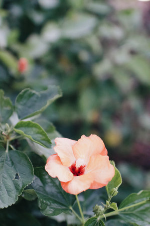 A vertical closeup shot of an orange hibiscus flowerの写真素材