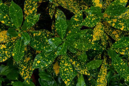 A top view of aucuba or spotted laurel leaves for a background