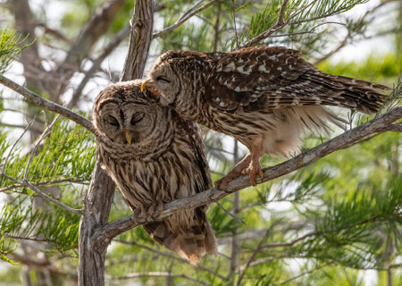 An adorable owl couple perched on a branch of a tree in Everglades national park, Floridaの写真素材